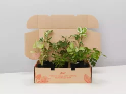 Indoor Garden Hanging Basket Pack - Indoor Assorted