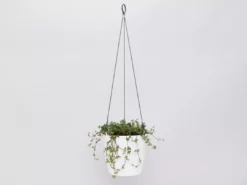 Indoor Garden Pilea Silver Sprinkles - Pot + Plant Gift Kits