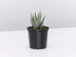 Succulents Full Sun Haworthia Fasciata Wide Band