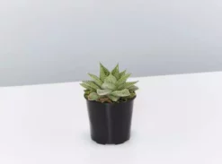 Succulents Pool Friendly Plants Assorted Succulent Box