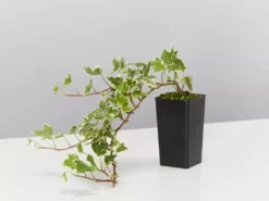 Shrubs Full Sun Hedera Helix