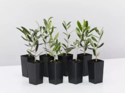 Shrubs Helena Heritage Olive Tree
