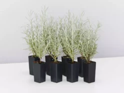 Shrubs Helichrysum Italicum Curry Plant