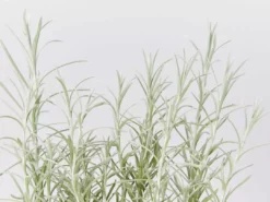 Shrubs Helichrysum Italicum Curry Plant 10 Shrubs Helichrysum Italicum Curry Plant