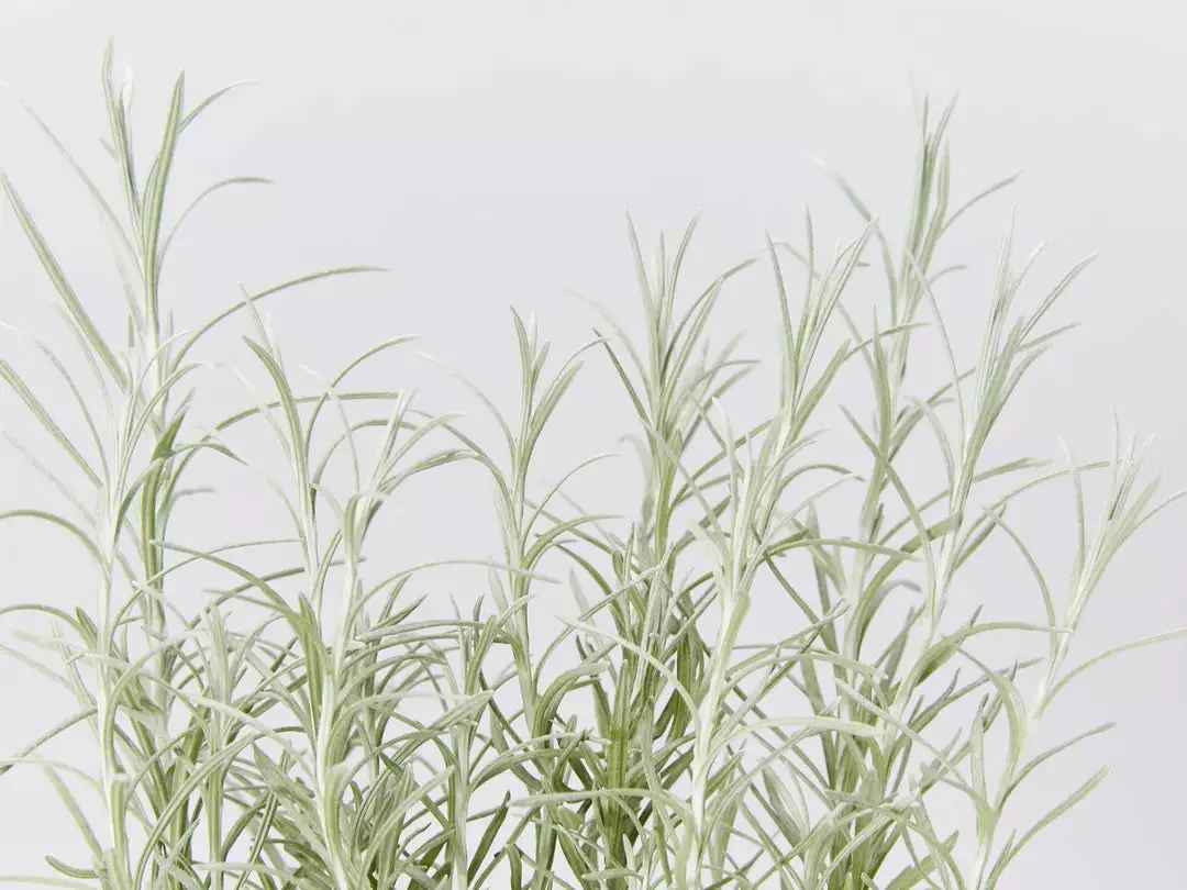 Shrubs Helichrysum Italicum Curry Plant 5 Shrubs Helichrysum Italicum Curry Plant