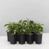 Plants In A Box Heliotrope Marino Blue 1 Plants In A Box Heliotrope Marino Blue