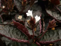 Shrubs Hemigraphis Exotica