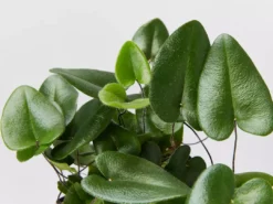 Indoor Garden Heart Fern 'Hemionitis Arifolia' Houseplant Packs Air Purifying