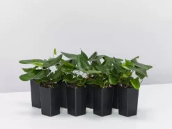 Indoor Garden Heart Fern 'Hemionitis Arifolia' Houseplant Packs Air Purifying