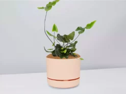 Pot + Plant Gift Box Heart Fern - Pot + Plant + Soil Air Purifying 22 Pot + Plant Gift Box Heart Fern - Pot + Plant + Soil Air Purifying