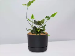 Pot + Plant Gift Box Heart Fern - Pot + Plant + Soil Air Purifying 23 Pot + Plant Gift Box Heart Fern - Pot + Plant + Soil Air Purifying