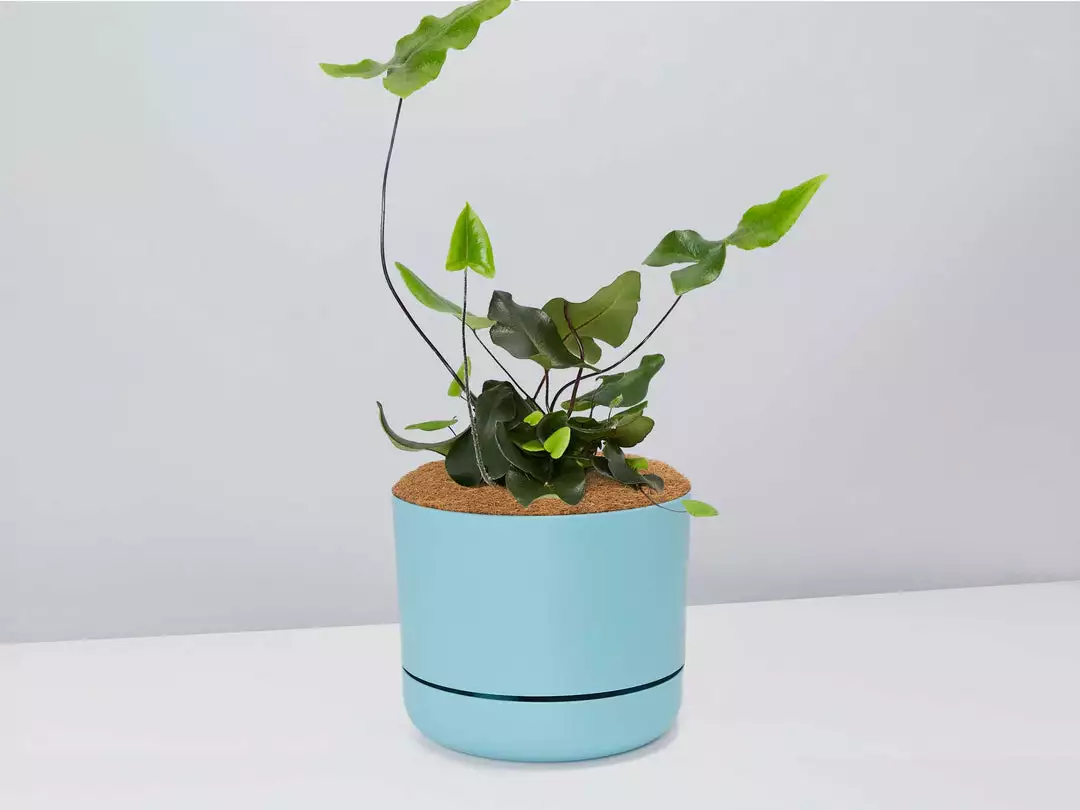 Pot + Plant Gift Box Heart Fern - Pot + Plant + Soil Air Purifying 8 Pot + Plant Gift Box Heart Fern - Pot + Plant + Soil Air Purifying