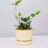 Pot + Plant Gift Box Heart Fern - Pot + Plant + Soil Air Purifying
