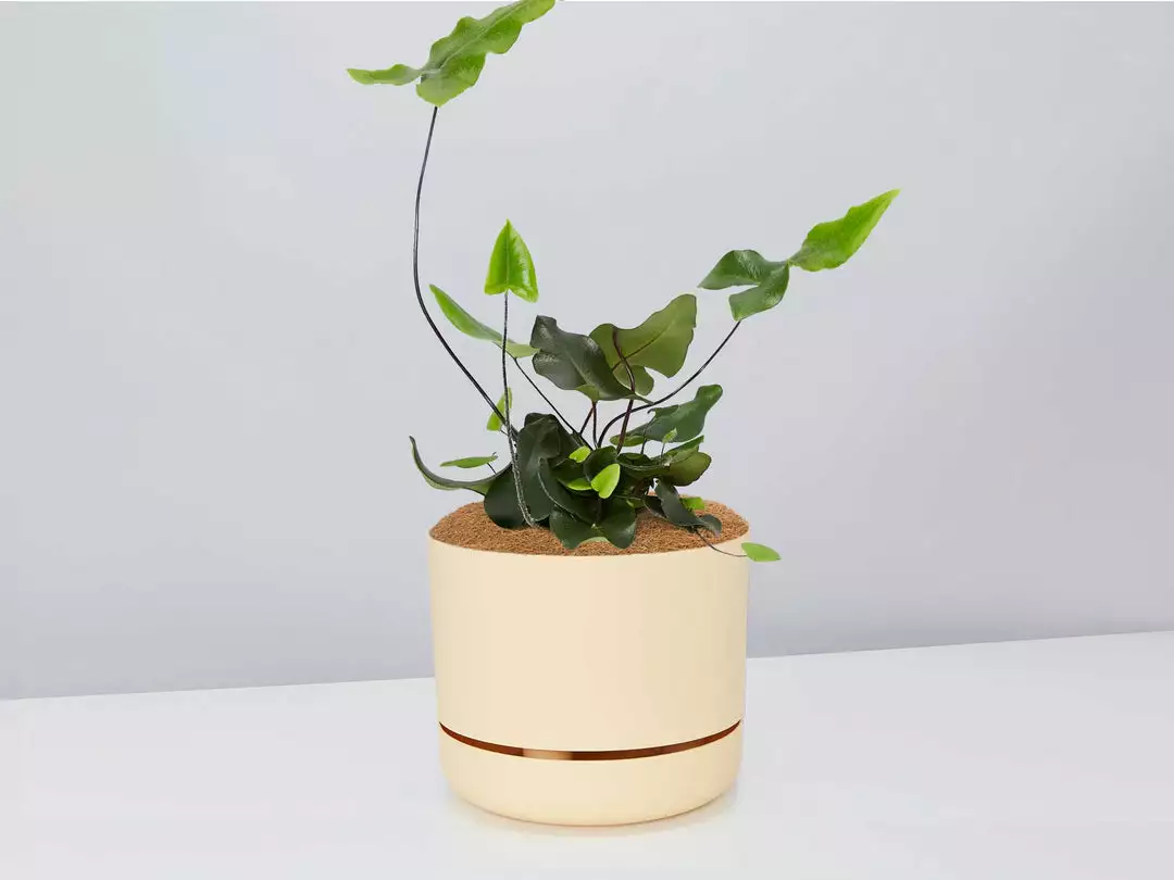 Pot + Plant Gift Box Heart Fern - Pot + Plant + Soil Air Purifying 3 Pot + Plant Gift Box Heart Fern - Pot + Plant + Soil Air Purifying