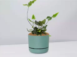 Pot + Plant Gift Box Heart Fern - Pot + Plant + Soil Air Purifying 26 Pot + Plant Gift Box Heart Fern - Pot + Plant + Soil Air Purifying