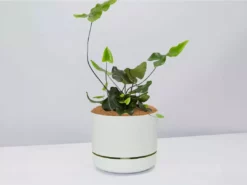 Pot + Plant Gift Box Heart Fern - Pot + Plant + Soil Air Purifying 27 Pot + Plant Gift Box Heart Fern - Pot + Plant + Soil Air Purifying