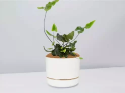 Pot + Plant Gift Box Heart Fern - Pot + Plant + Soil Air Purifying