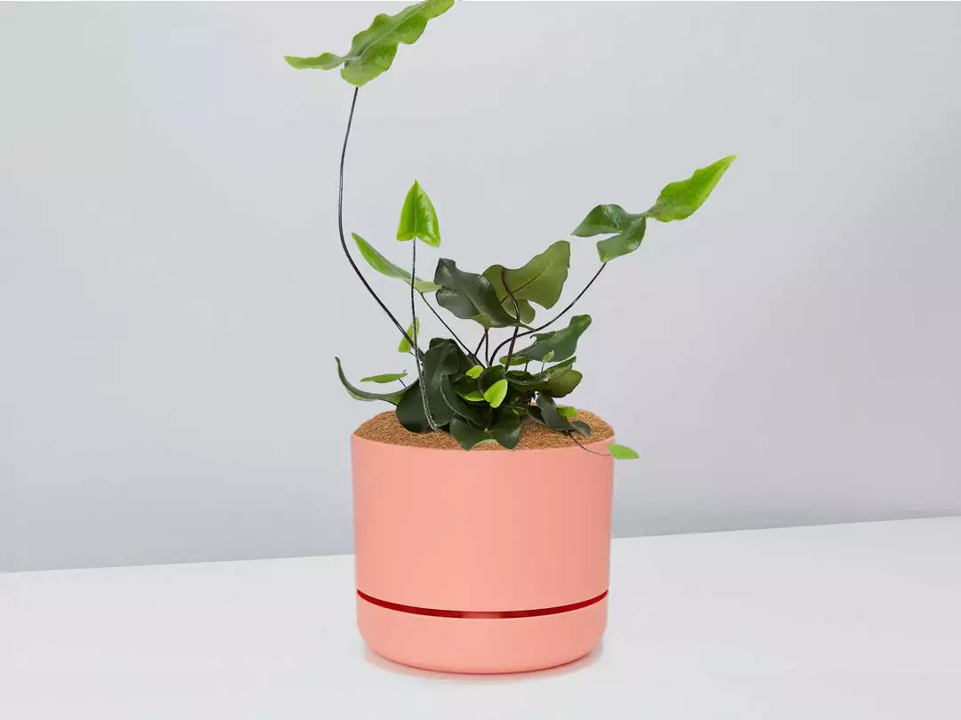 Pot + Plant Gift Box Heart Fern - Pot + Plant + Soil Air Purifying 14 Pot + Plant Gift Box Heart Fern - Pot + Plant + Soil Air Purifying