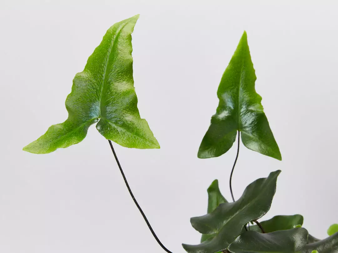 Pot + Plant Gift Box Heart Fern - Pot + Plant + Soil Air Purifying 13 Pot + Plant Gift Box Heart Fern - Pot + Plant + Soil Air Purifying