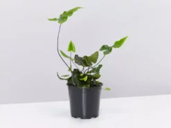 Pot + Plant Gift Box Heart Fern - Pot + Plant + Soil Air Purifying 21 Pot + Plant Gift Box Heart Fern - Pot + Plant + Soil Air Purifying