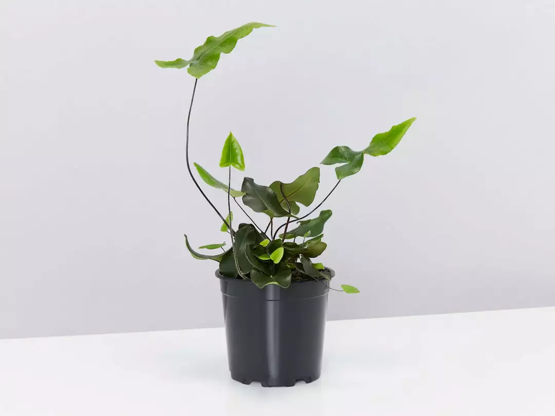 Pot + Plant Gift Box Heart Fern - Pot + Plant + Soil Air Purifying 5 Pot + Plant Gift Box Heart Fern - Pot + Plant + Soil Air Purifying