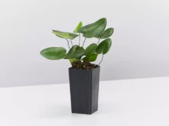 Indoor Garden Green Wall Pack - Indoors 22 Indoor Garden Green Wall Pack - Indoors