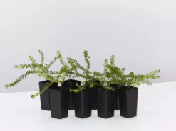 Shrubs Hibbertia Vestita Little Rocker