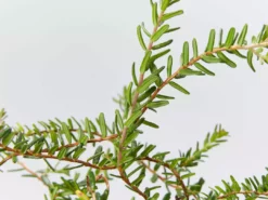 Shrubs Hibbertia Vestita Little Rocker