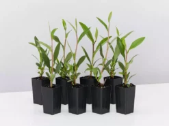 Shrubs Hibbertia Scandens Full Sun