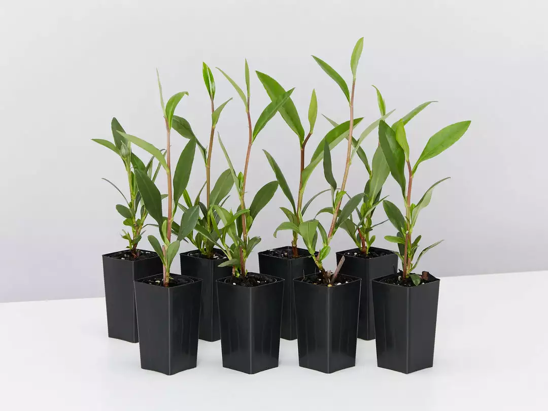 Shrubs Hibbertia Scandens Full Sun 3 Shrubs Hibbertia Scandens Full Sun