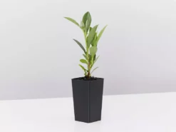 Shrubs Hibbertia Scandens Full Sun 12 Shrubs Hibbertia Scandens Full Sun