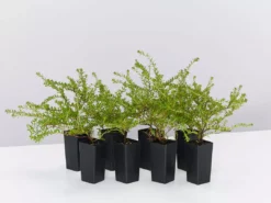 Shrubs Full Sun Hibbertia Serpyllifolia