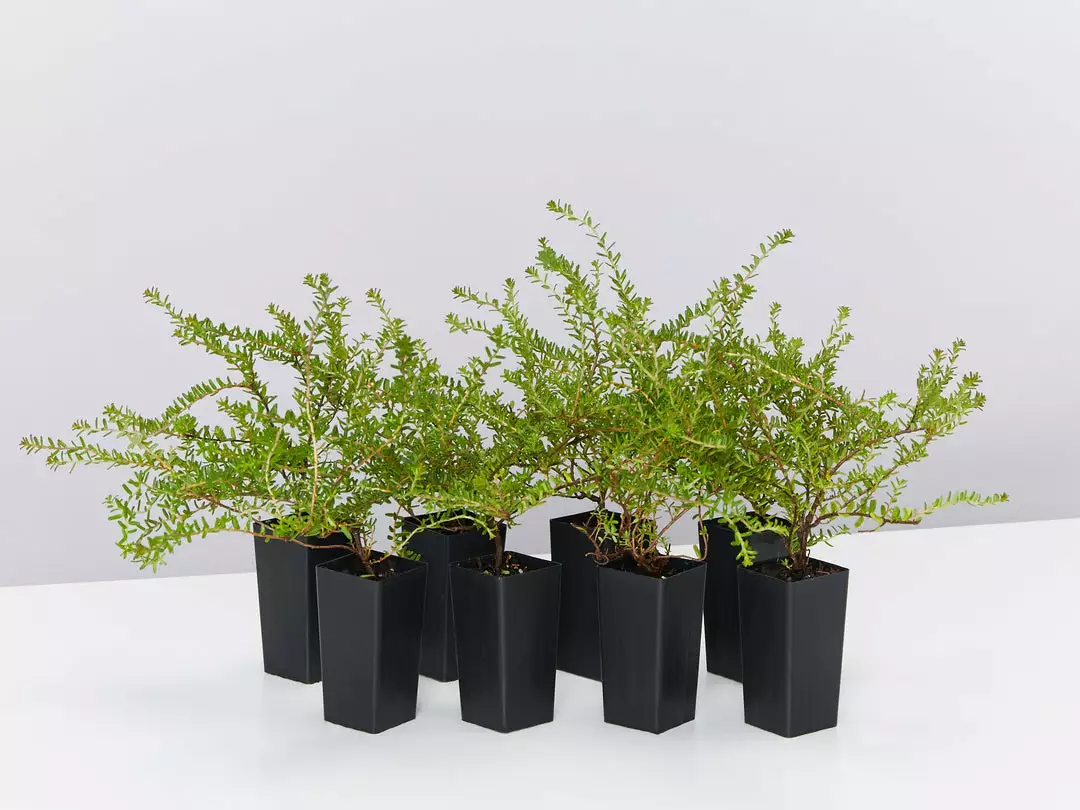 Shrubs Full Sun Hibbertia Serpyllifolia 3 Shrubs Full Sun Hibbertia Serpyllifolia