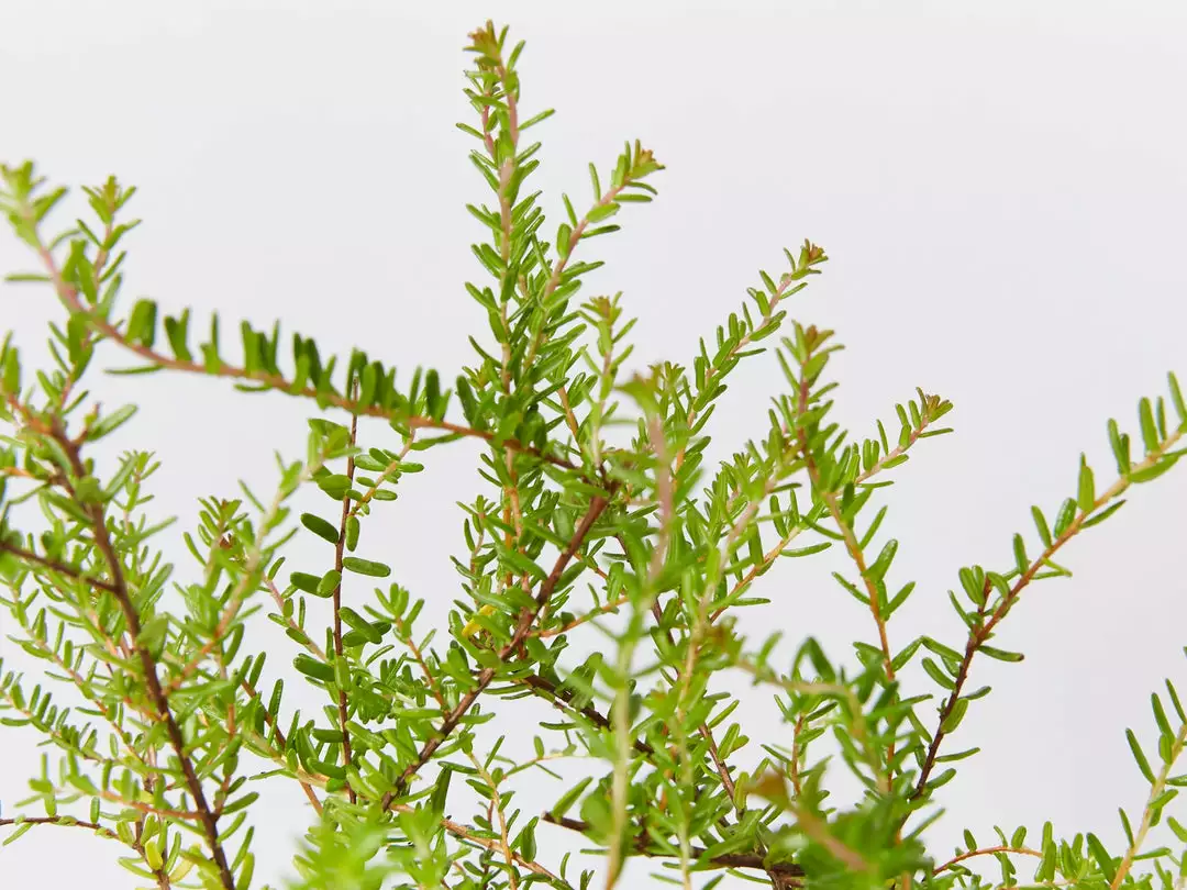 Shrubs Full Sun Hibbertia Serpyllifolia 5 Shrubs Full Sun Hibbertia Serpyllifolia
