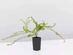 Shrubs Full Sun Hibbertia Serpyllifolia 7 Shrubs Full Sun Hibbertia Serpyllifolia