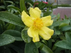 Shrubs Hibbertia Scandens Full Sun