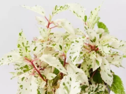 Shrubs Hibiscus Cooperi Rosa-Sinensis