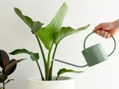 Hoselink Indoor Watering Can - Small