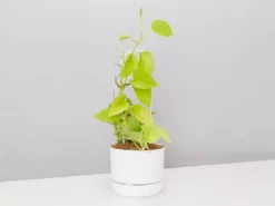 Pot + Plant Gift Box The Housewarming Gift Box