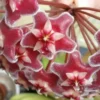 Plants In A Box Hoya Pubicalyx Red Buttons Climbing Plants 2 Plants In A Box Hoya Pubicalyx Red Buttons Climbing Plants