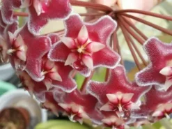 Plants In A Box Hoya Pubicalyx Red Buttons Climbing Plants