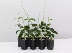 Indoor Garden Hoya Coronaria Red Wax Flower