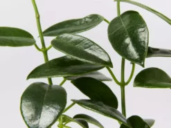 Indoor Garden Hoya Coronaria Red Wax Flower