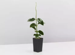 Indoor Garden Hanging Basket Pack - Indoor Assorted