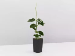 Indoor Garden Hoya Coronaria Red Wax Flower