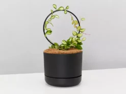 Pot + Plant Gift Box Hoya Gift Box - Includes Pot + Plant Stake + Soil Pet-friendly Indoor Plants