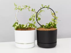 Pot + Plant Gift Box Hoya Gift Box - Includes Pot + Plant Stake + Soil Pet-friendly Indoor Plants