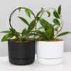 Pot + Plant Gift Box Hoya Gift Box - Includes Pot + Plant Stake + Soil Pet-friendly Indoor Plants 2 Pot + Plant Gift Box Hoya Gift Box - Includes Pot + Plant Stake + Soil Pet-friendly Indoor Plants