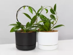 Pot + Plant Gift Box Hoya Gift Box - Includes Pot + Plant Stake + Soil Pet-friendly Indoor Plants