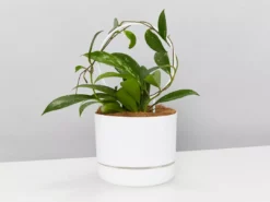 Pot + Plant Gift Box Hoya Gift Box - Includes Pot + Plant Stake + Soil Pet-friendly Indoor Plants